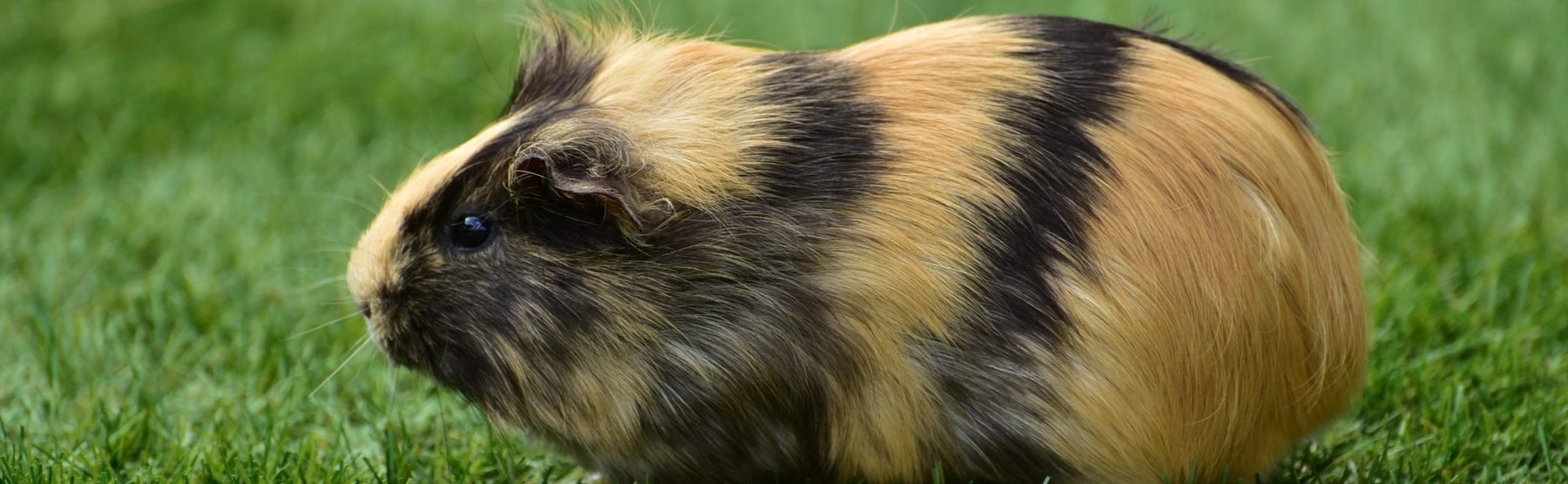 Veterinarian In Dallas Pa Back Mountain Veterinary Hospital