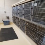 Dog kennels at Back Mountain Veterinary Hospital