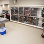 Pre and post op cages at Back Mountain Veterinary Hospital